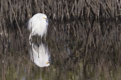 Snowy  Egret, Egretta thula