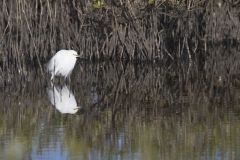 Snowy  Egret, Egretta thula