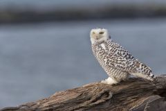 Snowy Owl, Bubo scandiacus