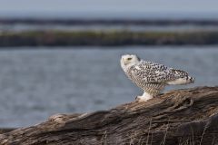 Snowy Owl, Bubo scandiacus