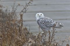 Snowy Owl, Bubo scandiacus