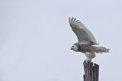 Snowy Owl, Bubo scandiacus