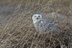 Snowy Owl, Bubo scandiacus