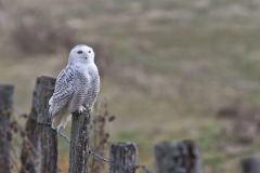 Snowy Owl, Bubo scandiacus