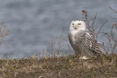 Snowy Owl, Bubo scandiacus