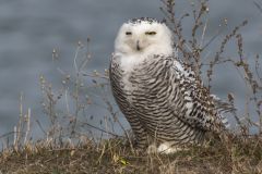 Snowy Owl, Bubo scandiacus