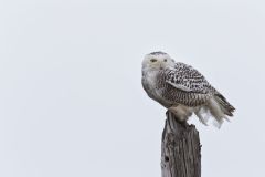 Snowy Owl, Bubo scandiacus