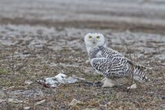 Snowy Owl, Bubo scandiacus