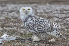 Snowy Owl, Bubo scandiacus