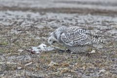 Snowy Owl, Bubo scandiacus