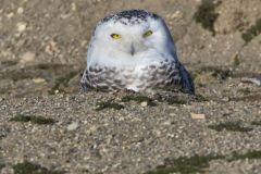 Snowy Owl, Bubo scandiacus