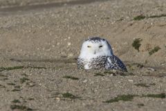 Snowy Owl, Bubo scandiacus