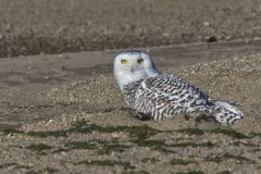 Snowy Owl, Bubo scandiacus