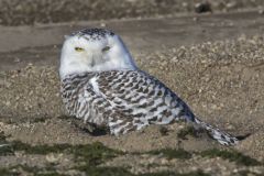 Snowy Owl, Bubo scandiacus