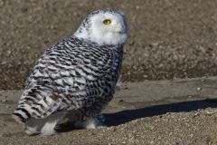 Snowy Owl, Bubo scandiacus