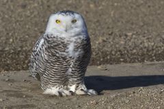 Snowy Owl, Bubo scandiacus