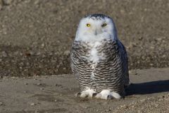 Snowy Owl, Bubo scandiacus