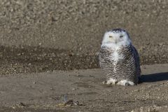 Snowy Owl, Bubo scandiacus