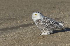 Snowy Owl, Bubo scandiacus