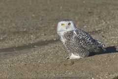 Snowy Owl, Bubo scandiacus