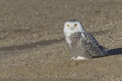 Snowy Owl, Bubo scandiacus