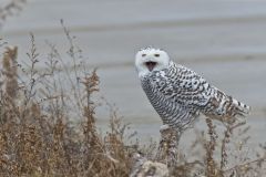 Snowy Owl, Bubo scandiacus