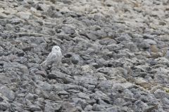 Snowy Owl, Bubo scandiacus