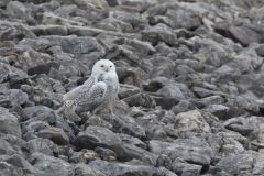 Snowy Owl, Bubo scandiacus