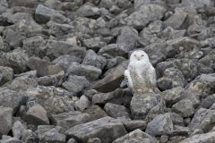 Snowy Owl, Bubo scandiacus