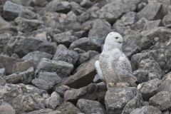 Snowy Owl, Bubo scandiacus