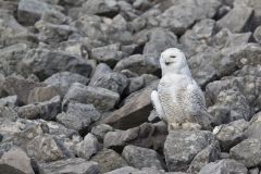 Snowy Owl, Bubo scandiacus