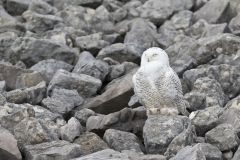 Snowy Owl, Bubo scandiacus