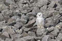 Snowy Owl, Bubo scandiacus