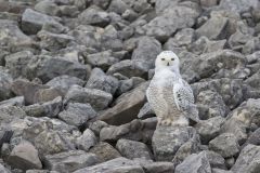 Snowy Owl, Bubo scandiacus