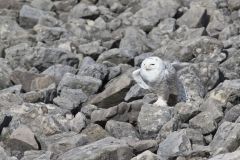 Snowy Owl, Bubo scandiacus