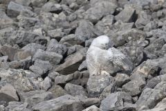 Snowy Owl, Bubo scandiacus