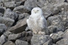 Snowy Owl, Bubo scandiacus