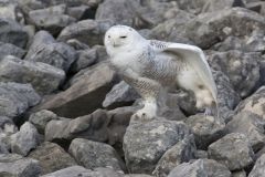 Snowy Owl, Bubo scandiacus