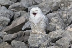 Snowy Owl, Bubo scandiacus