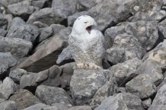 Snowy Owl, Bubo scandiacus