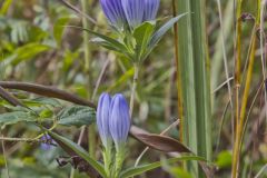 Soapwort Gentian, Gentianopsis virgata