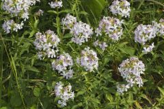 Soapwort , Saponaria officinalis