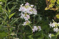 Soapwort , Saponaria officinalis