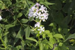 Soapwort , Saponaria officinalis