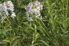 Soapwort , Saponaria officinalis