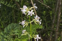 Soapwort , Saponaria officinalis