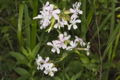 Soapwort , Saponaria officinalis