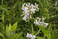 Soapwort , Saponaria officinalis