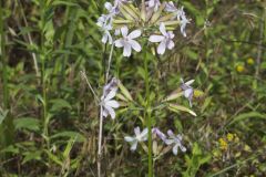 Soapwort , Saponaria officinalis