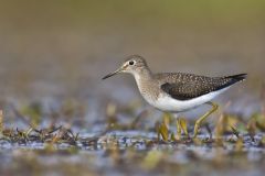 Solitary Sandpiper, Tringa solitaria